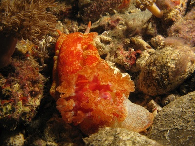 Spanish dancer (nudibranch)