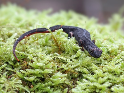 Spectacled salamander (northern spectacled salamander)