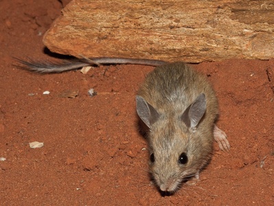 Spinifex hopping mouse