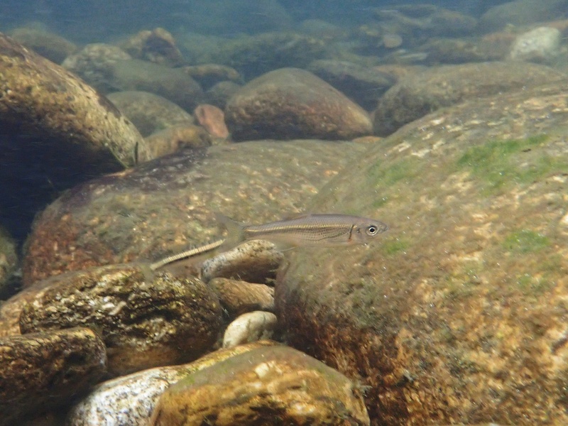 Fish of Switzerland: The Complete List - Flora Fauna Fun