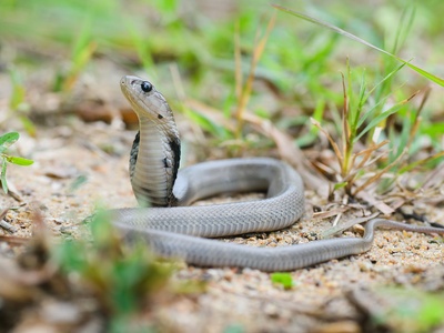 Spitting cobra