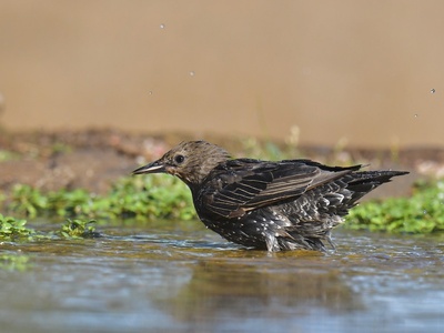 Spotless Starling