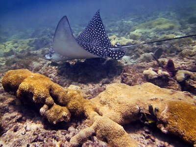Spotted eagle ray