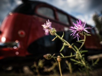 Spotted knapweed
