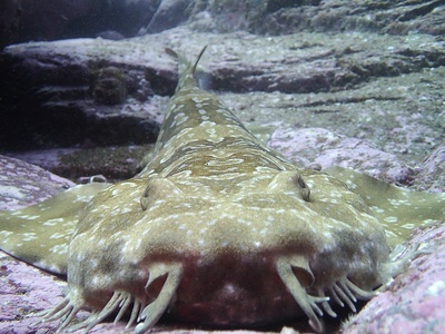 Spotted wobbegong