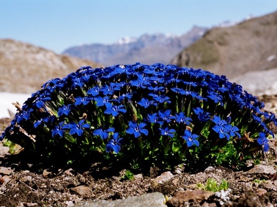 Spring gentian
