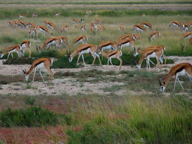 Springbok Chewing The Complete List of Grassland Consumers - Flora Fauna Fun