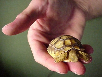 Spur-thighed tortoise