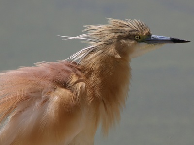 Squacco heron