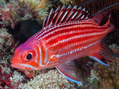 Squirrelfish