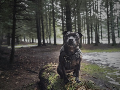 Staffordshire Bull Terrier