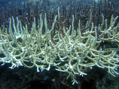Staghorn coral