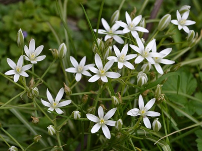Star-of-Bethlehem