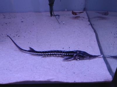 Stellate sturgeon