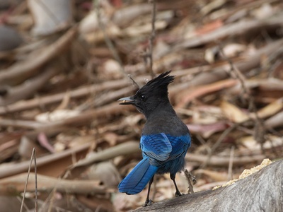 Steller's Jay