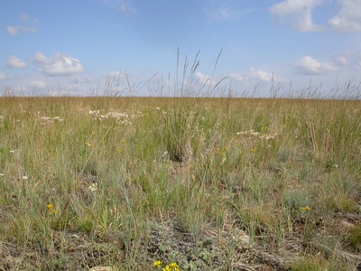 Steppe fescue