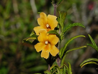 Sticky monkey-flower