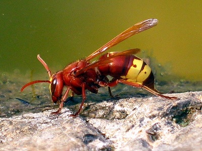 Stinging insects (wasps,hornets,bees)