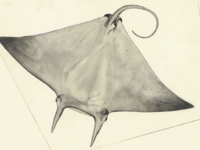 Stingrays (Black Sea)