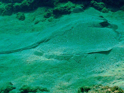 Stingrays (southern/Atlantic)