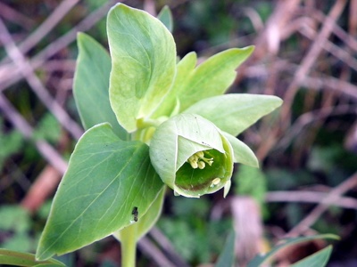 Stinking hellebore