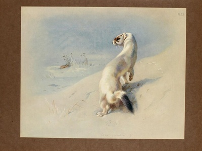 Stoat / Ermine