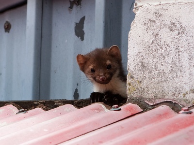 Stone marten