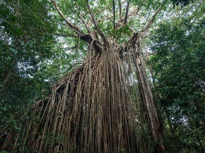 Strangler fig