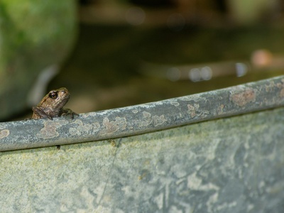 Strauch's spotted newt