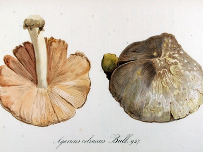 Straw/Paddy Straw Mushroom