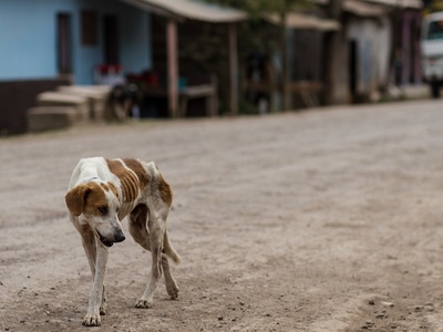 Stray/feral dog