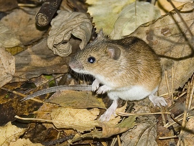 Striped field mouse