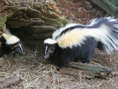 Striped Skunk