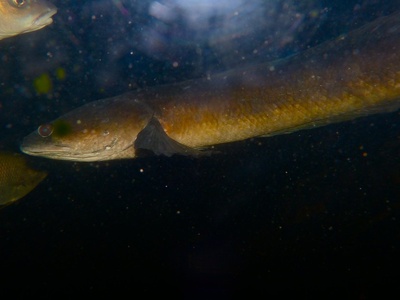 Striped snakehead