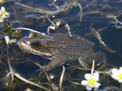 Striped Stream Frog