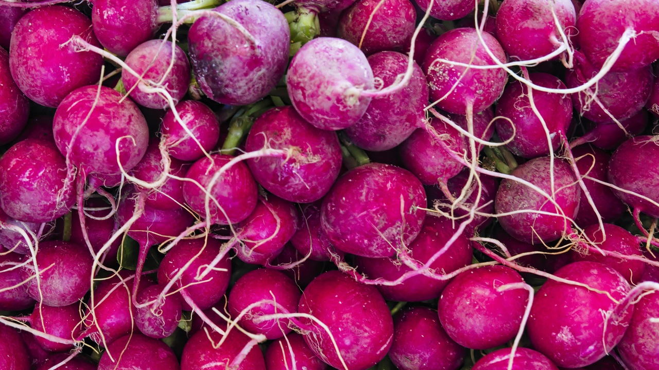 Close-up of pale fine roots and rootball cross-section showing root architecture