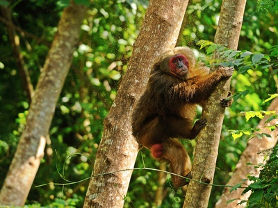 Stump-tailed macaque