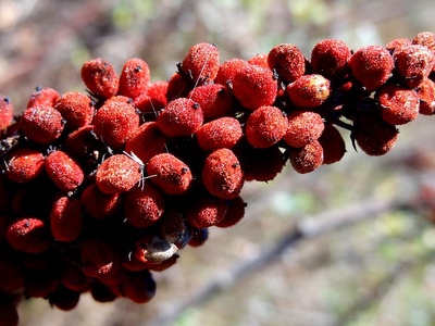 Sumac (staghorn)