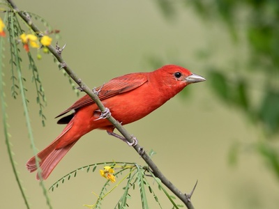 Summer Tanager