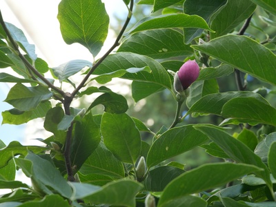 Sumomo (Japanese plum)