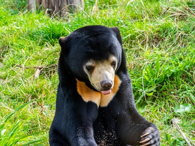 Sun bear