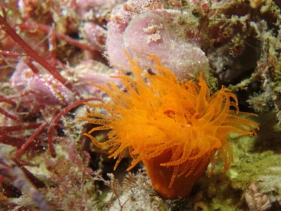 Sun coral (Cup coral)