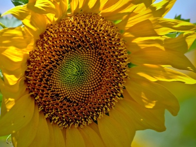 Sunflower