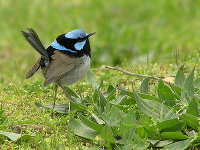Superb Fairywren