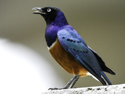 Superb Starling