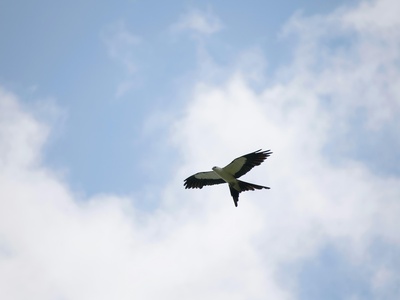 Swallow-tailed Kite