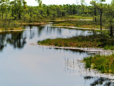 Swamp tupelo