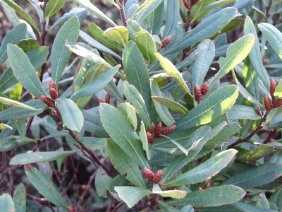 Sweet gale (bog myrtle)