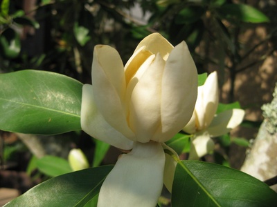 Sweetbay magnolia