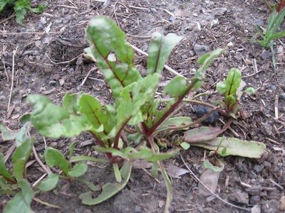 Swiss chard (Ruby chard)